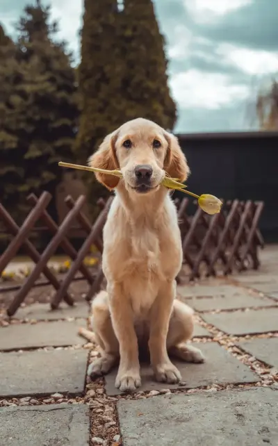 Labrador Retriever Yavru - Saf Irk - Pedigree Belgeli