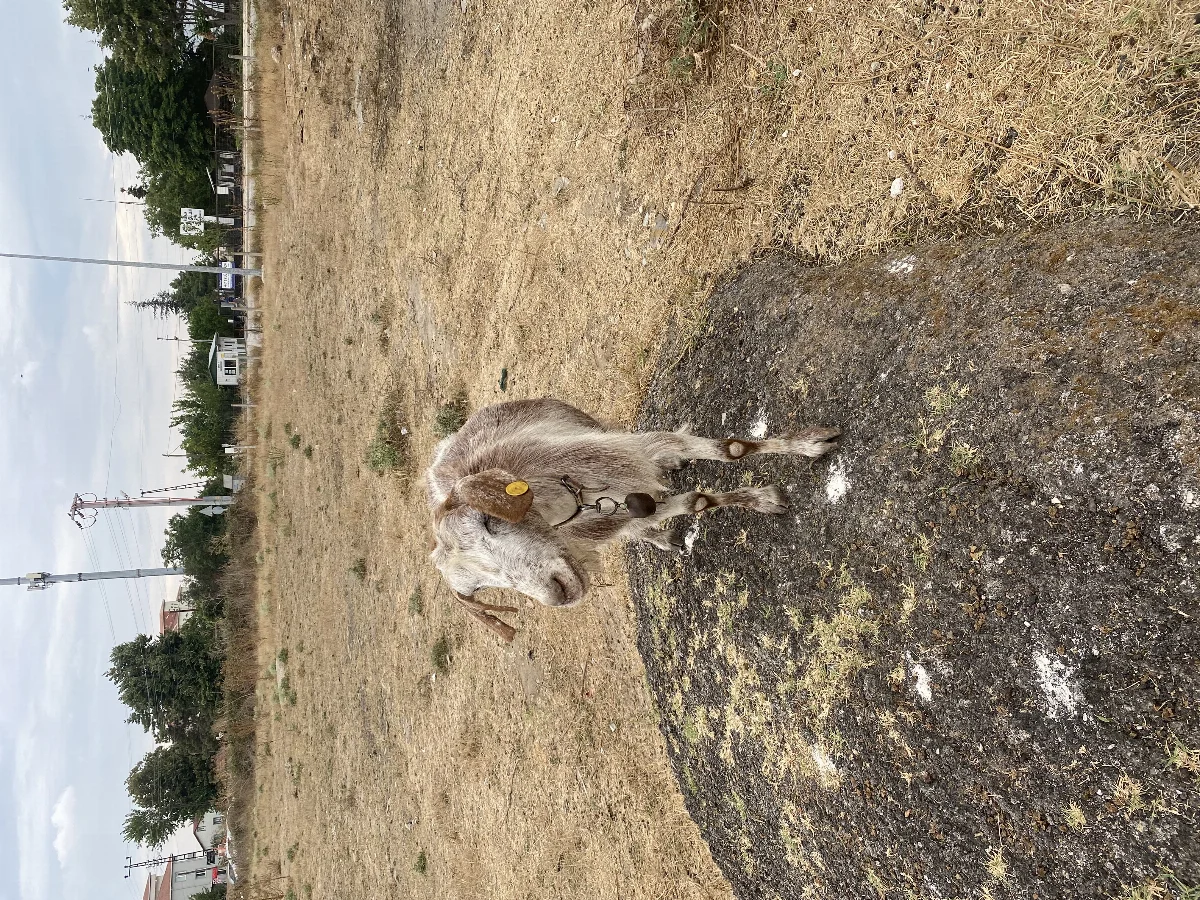 Satılık keçi